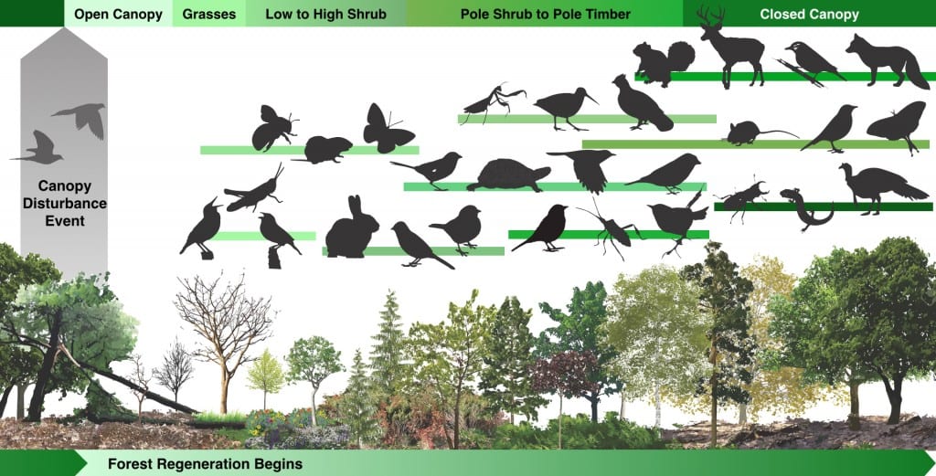 Passenger Pigeons (Ectopistes migratorius) and Forest Succession |  GeorgiaBeforePeople