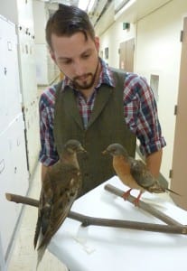 Ben Novak studying Martha, the last passenger pigeon in the world (left). She died on September 1, 1914, at the Cincinnati Zoo. She was preserved in ice and sent to the Smithsonian Institution in Washington DC, where she is occasionally displayed with a male (on right). Note the red eye, iridescent neck feathers, red feet, and (in the male) peach-colored breast and blueish back. Photo credit Ryan Phelan.