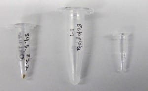 crop_Tissue.Sample_DNA.extraction_DNA.library