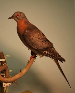 Male Passenger pigeon specimen from the collection of the Chicago Academy of Sciences and its Peggy Notebaert Nature Museum
