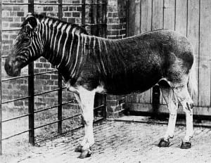 Quagga_photo