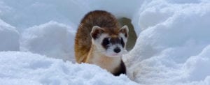 Ferret in snow small banner Revive & Restore