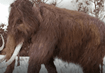 woolly mammoth Revive & Restore