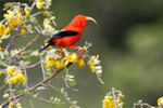 small red bird on flower Revive & Restore