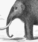 Woolly Mammoth black and white drawing Revive & Restore