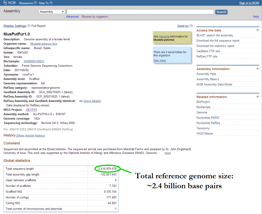 Genbank_screenshot_domestic_ferret_genome
