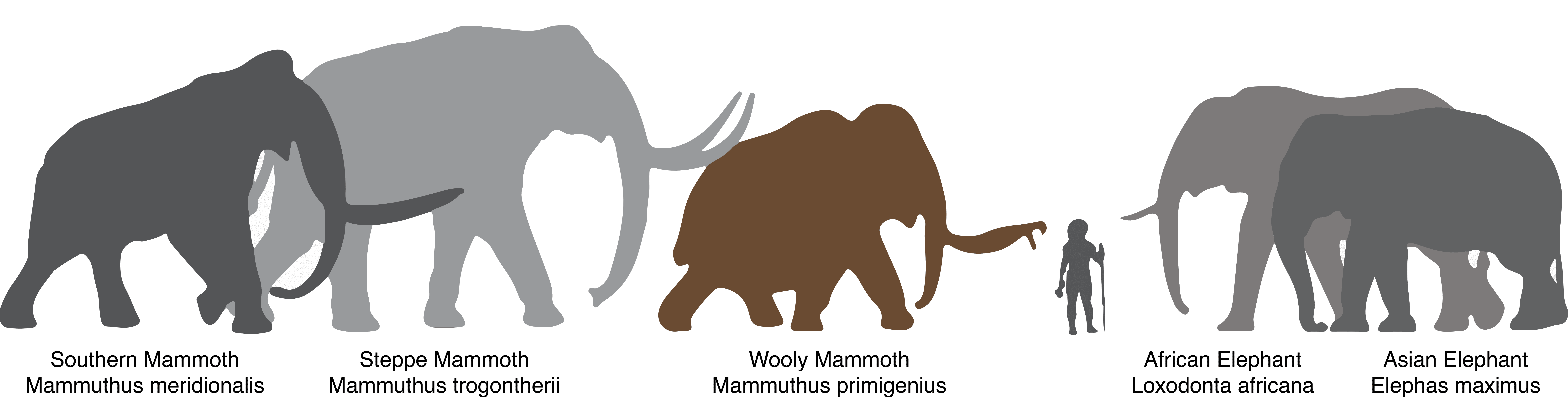 Слон группа организмов. Шерстистый мамонт и колумбийский мамонт. Слон и шерстистый мамонт. Шерстистый мамонт сравнение с человеком. Шерстистый мамонт и Африканский слон.
