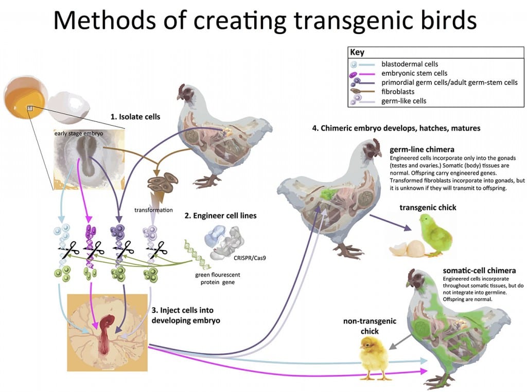 Methods_of_creating_transgenic_birds_WEB