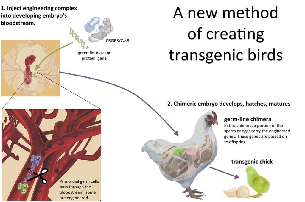 new_method_of_creating_avian_transgenics_WEB