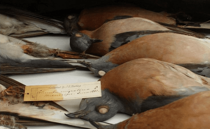 extinct passenger pigeon at museum Revive & Restore