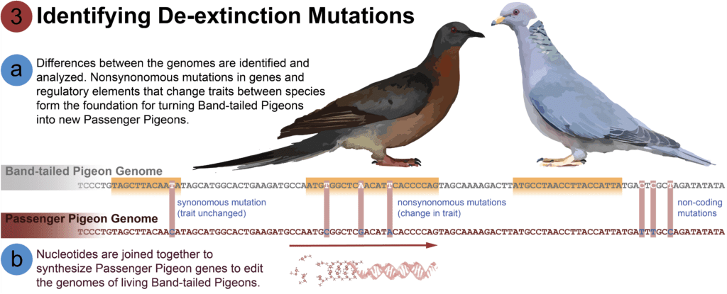 the-great-passenger-pigeon-comeback