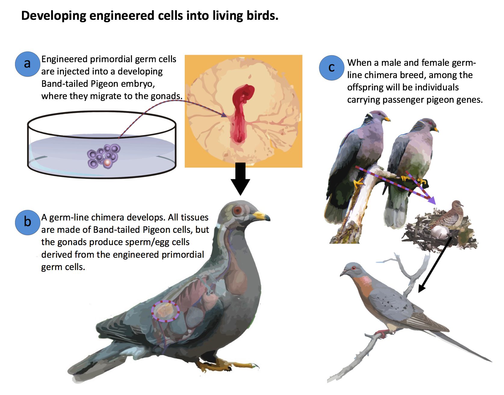 How Birds Become Male Or Female, And Occasionally Both