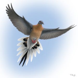 passenger pigeon scientific name