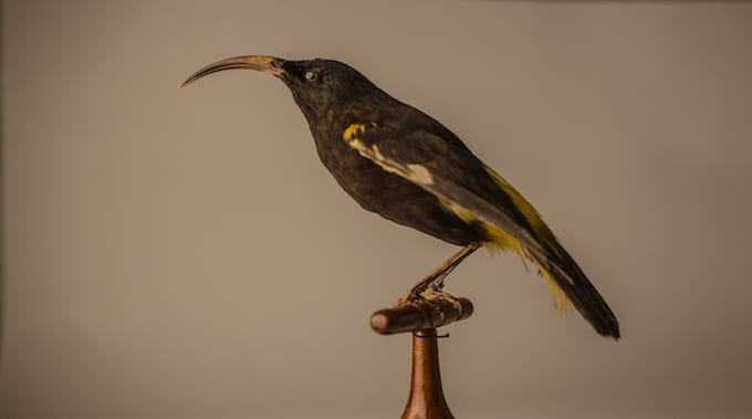 Mamo Extinct Bird Revive & Restore