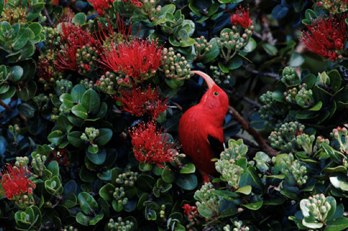 Ohia Tree and Native Forest Birds Revive & Restore