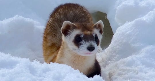 Ferret in the Snow Revive & Restore