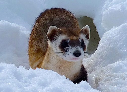 Ferret in Snow Revive & Restore