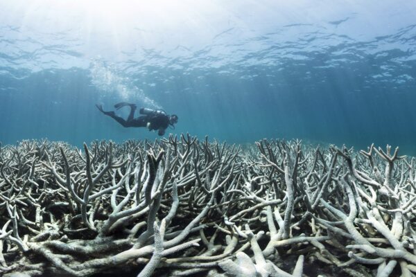 Bleached coral reef