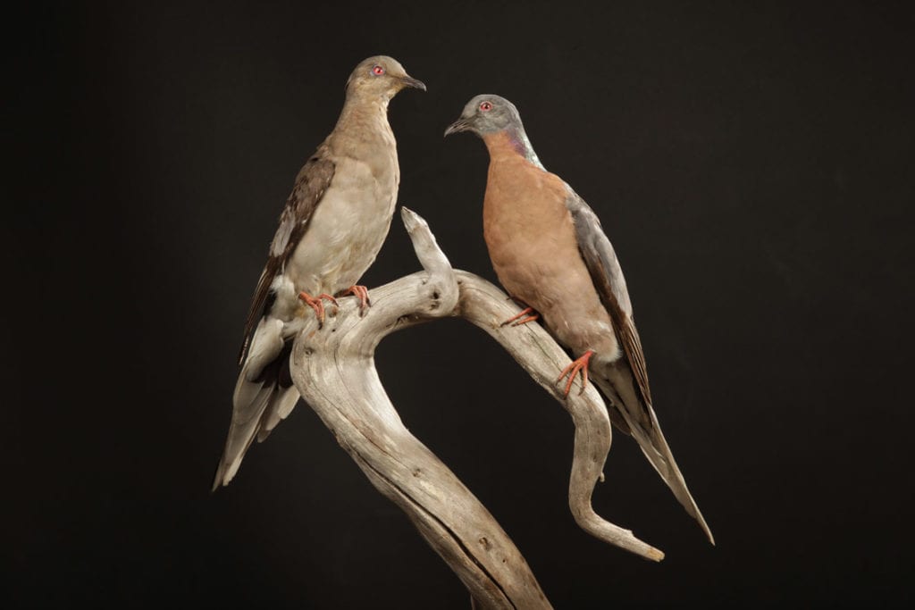 The Paradoxical Passenger Pigeon Genome Revive And Restore