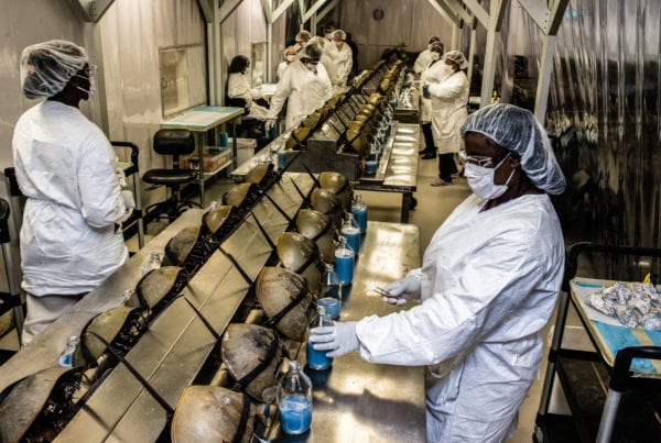 Endangered horseshoe crabs being bled in a factory