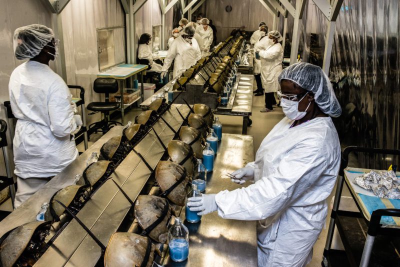 Endangered horseshoe crabs being bled in a factory