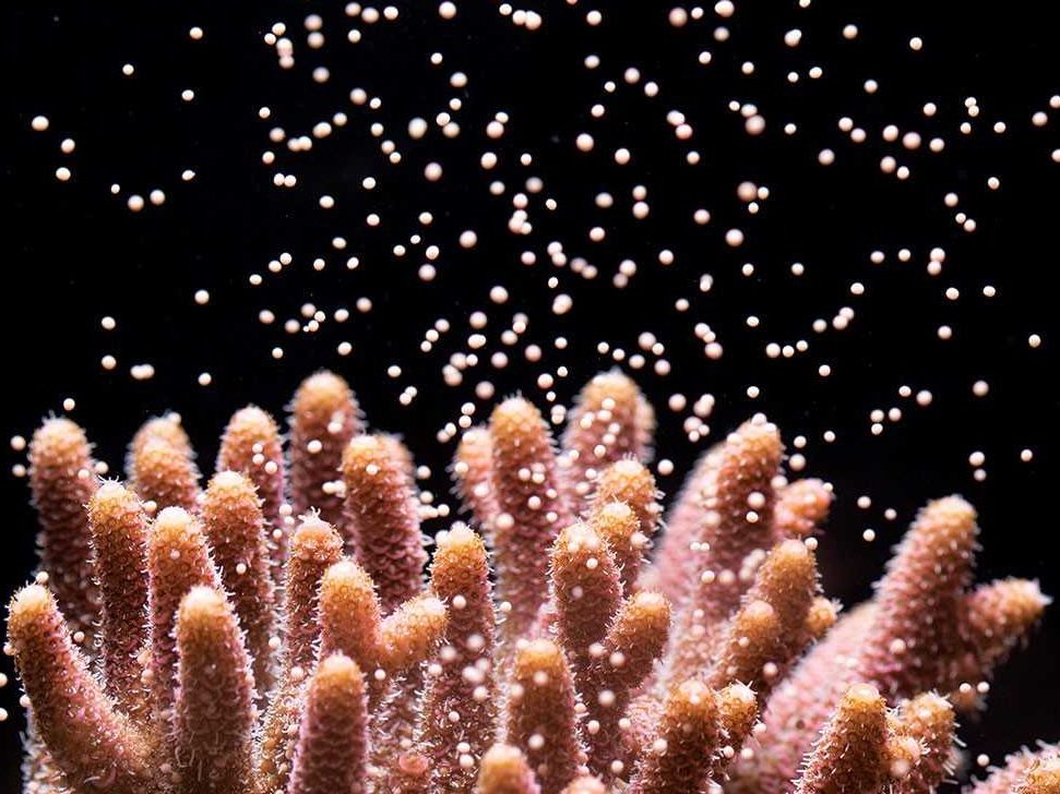 Spawning Coral Jamie Craggs Horniman Museum