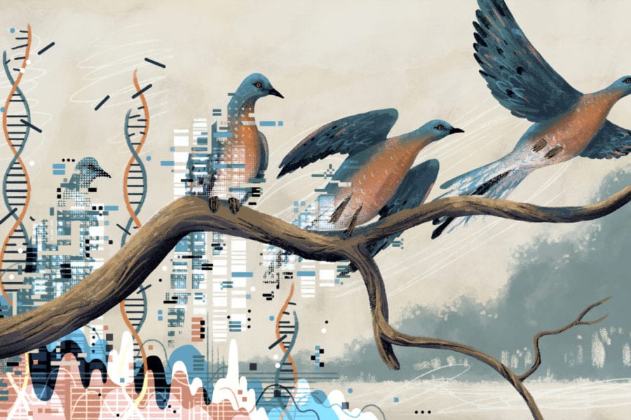 Passenger pigeon illustration from Research and Rescue: Saving Species from Ourselves Ashley Braun. Long Reads, October 2019.