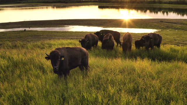 Bison at Pleistocene Park