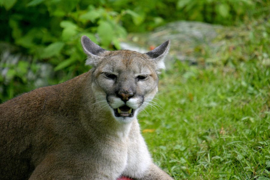 IC_florida-panther_everglades_hissing_NPS - Revive & Restore