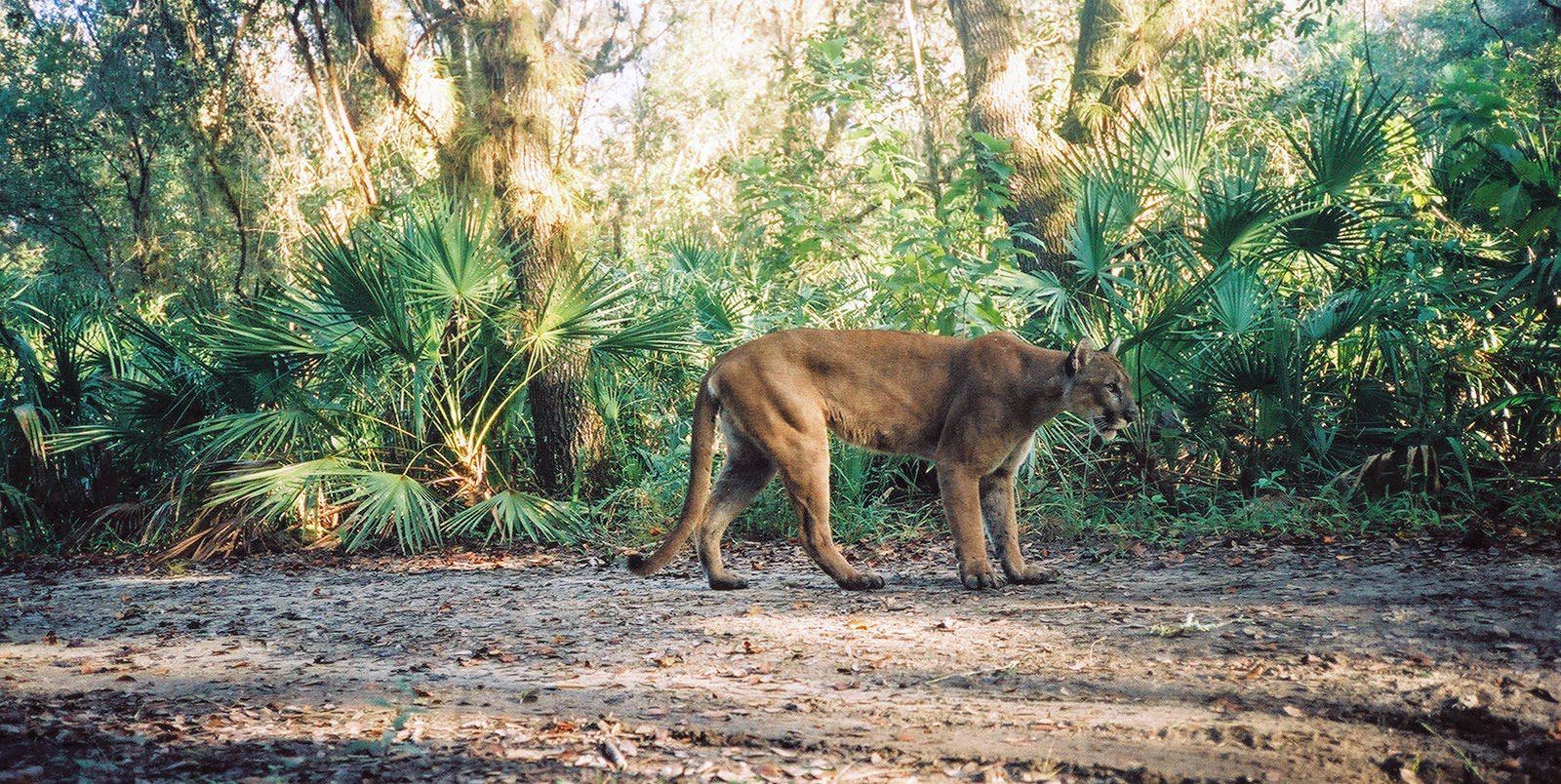 Florida Panther Everglades USFWS | Revive & Restore