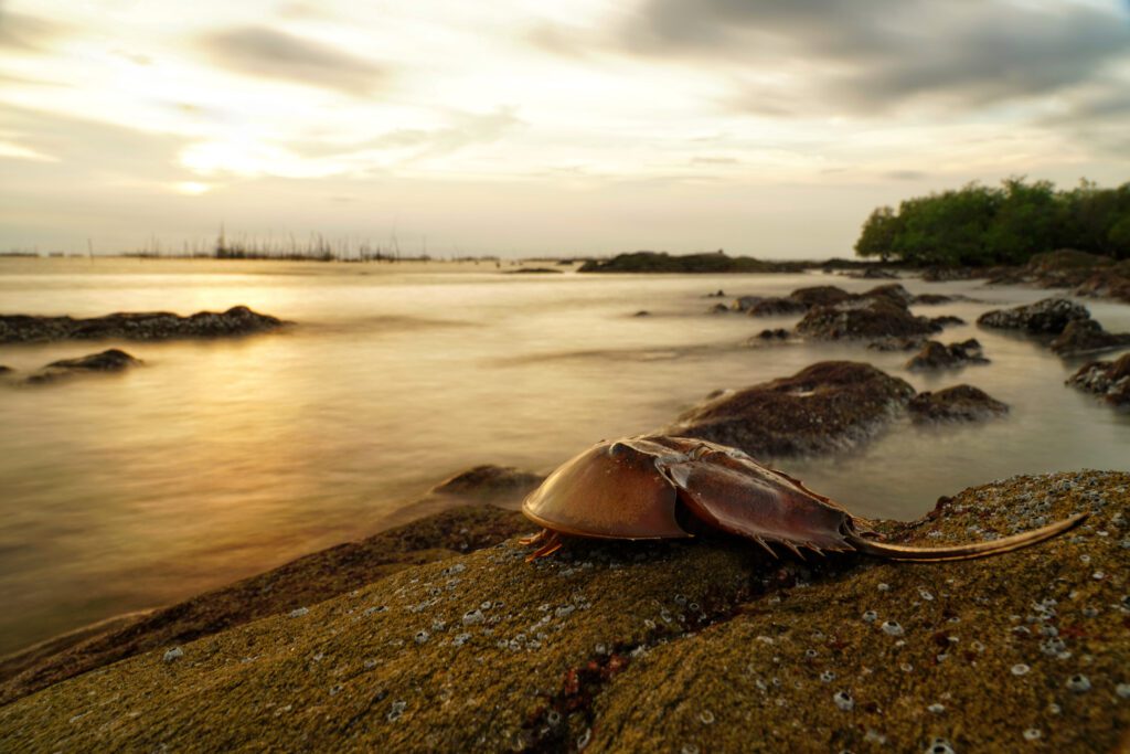 horseshoe crab at sunset | Shutterstock