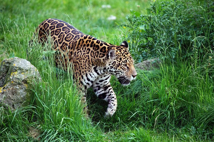 1. Jaguar_www.bolivianlife.com
