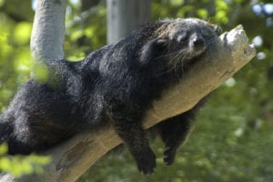 Binturong J Pack_CC BY-NC 2.0