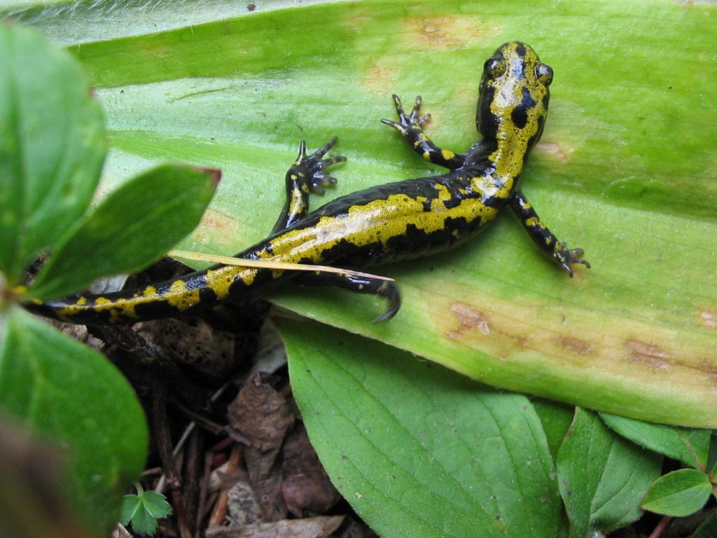 Eastern Long Toed Salamander, M Thompson