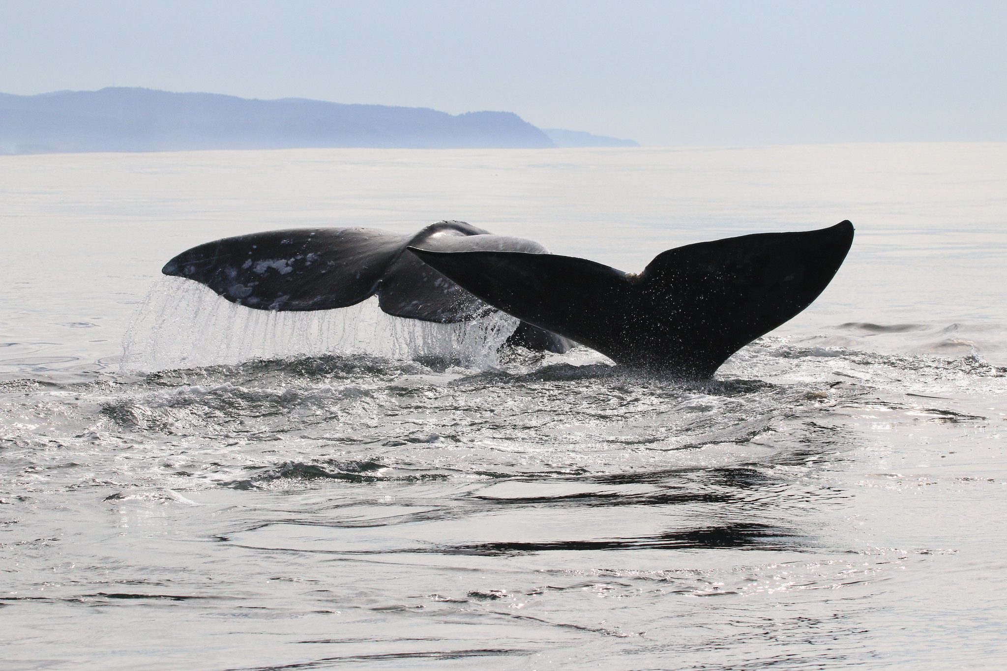 Gray Whale OSU (CC BY-SA 2.0)