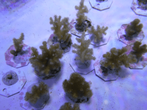 A coral laboratory set-up from the Traylor-Knowles lab