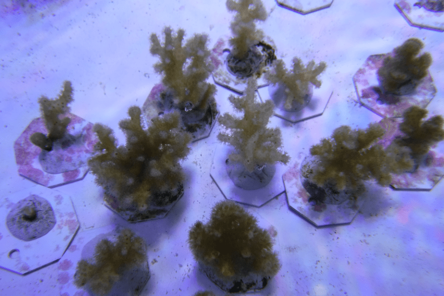 A coral laboratory set-up from the Traylor-Knowles lab