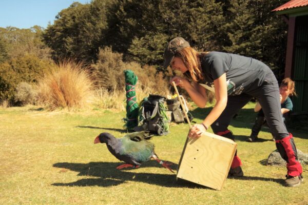 Principal Investigator Lara Urban, University of Otago, releases an endangered Takahē after health monitoring in the Kahurangi National Park. This project is in collaboration with the Vertebrate Genomes Project and the Takahē Recovery Programme, New Zealand