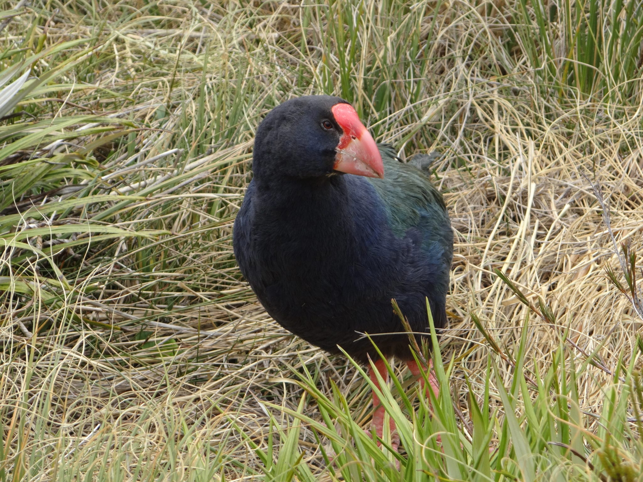 Takahe_Takahe Recovery Program_2 Revive & Restore