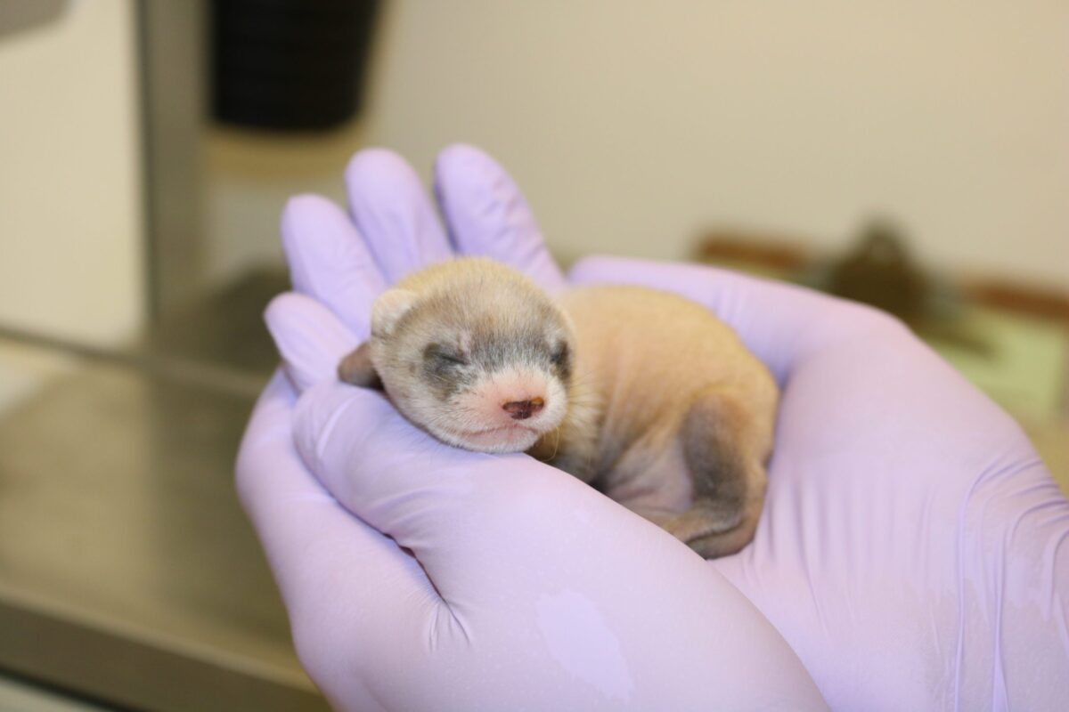 Cloning for conservation: Elizabeth Ann at age three weeks