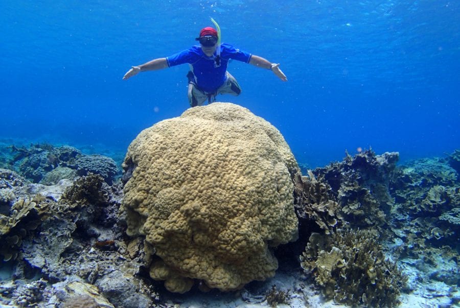 Dr. Bernardi floats above a large porites coral in the Ulithi atoll of Micronesia where the Montipora also thrive.