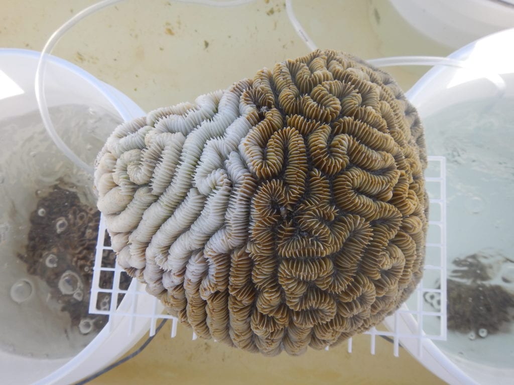 Photo, left: Here, SCTLD (in white) encroaches on maze coral (Meandrina meandrites), one of many stony coral species susceptible to the disease. (Courtesy Ushijima Lab)