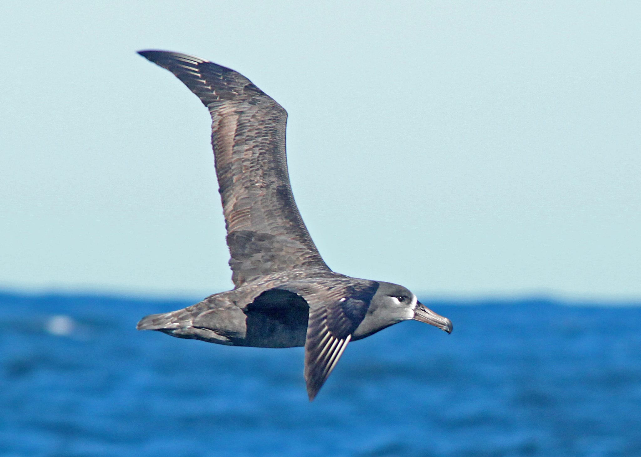 BLACK-FOOTED ALBATROSS (11-15-09) Credit-ALAN SCHMIERER - Revive & Restore