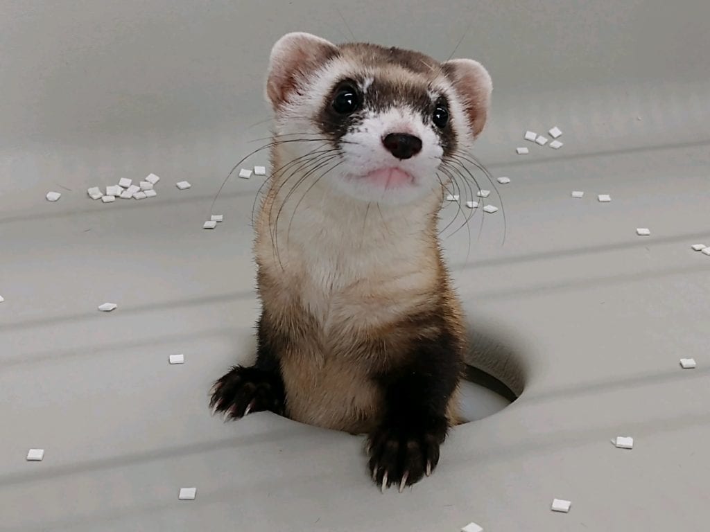 Black-footed Ferret Project - Revive & Restore