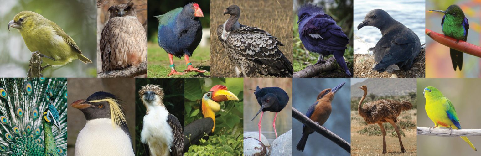 FARGO AVIAN RESCUE visual data 7