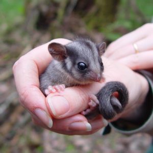 Leadbeater's possum | Credit: Dan Harley