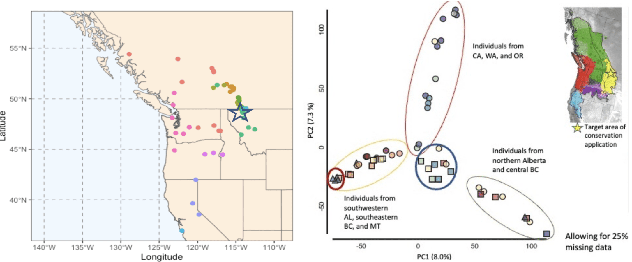 Distribution and relatedness of long-toed salamander samples. (Left) The distribution of 53 sites from which individuals were sampled across the species’ range. The star indicates the proposed area for reintroductions. (Right) Results from a preliminary principal components analysis based on ~35K SNPs characterizing genetic structure across the range of the long-toed salamander based on ddRAD loci. Individuals from the proposed reintroduction site are indicated by the thick red circle and group with other individuals from southwestern Alberta, southeastern BC, and Montana (yellow ellipse).