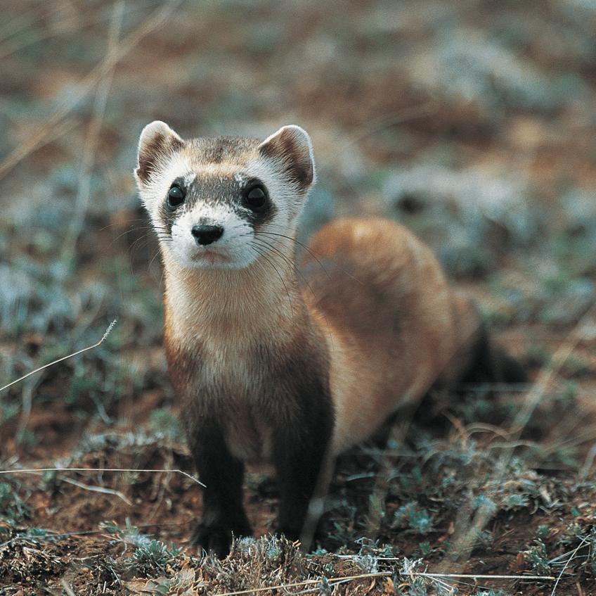 black-footed-ferret