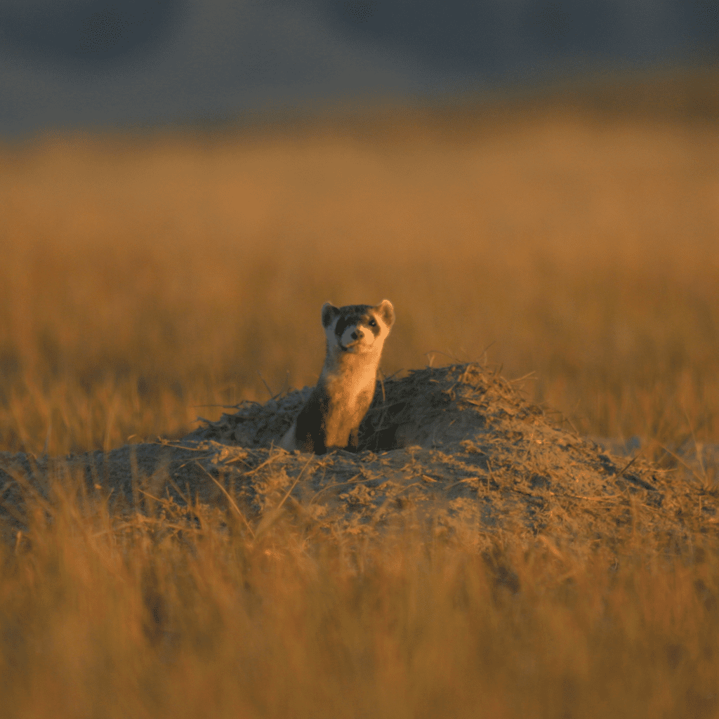Black-footed-ferret-in-hole