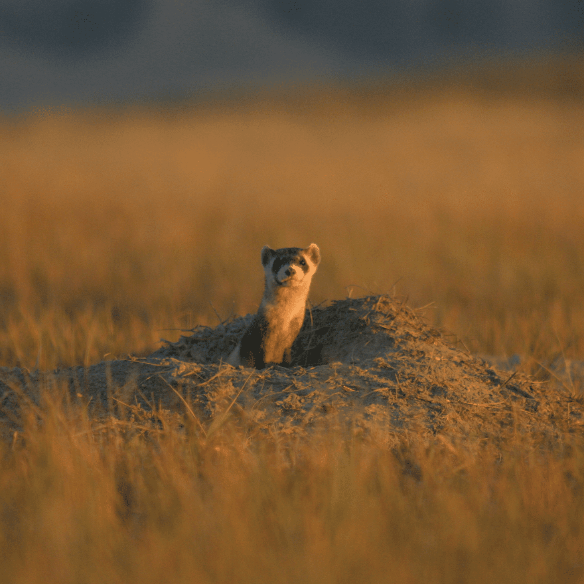 Black-footed-ferret-in-hole